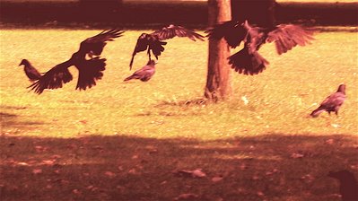 3 crows flying