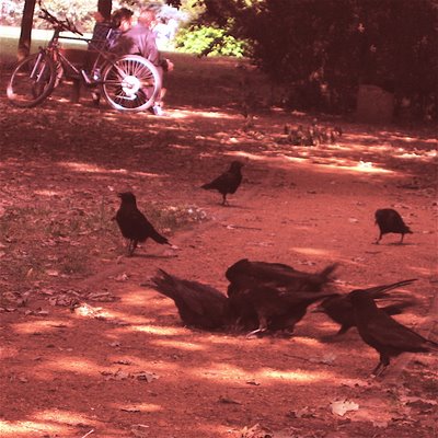 feeding crows